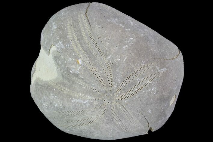 Toxaster Fossil Echinoid (Sea Urchin) - Agadir, Morocco #90603
